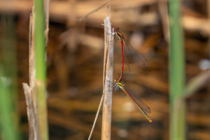 pyrrhosoma nymphula la petite nymphe au corps de feu tandem pyrrhosoma nymphula la petite nymphe au corps de feu tandem