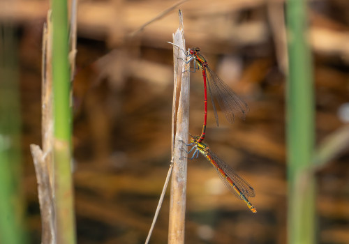 pyrrhosoma nymphula  la petite nymphe au corps de feu  tandem