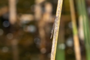 sympecma fusca le leste brun male 10 sympecma fusca le leste brun male 10