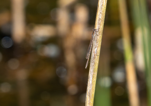 sympecma fusca  le leste brun  male 10