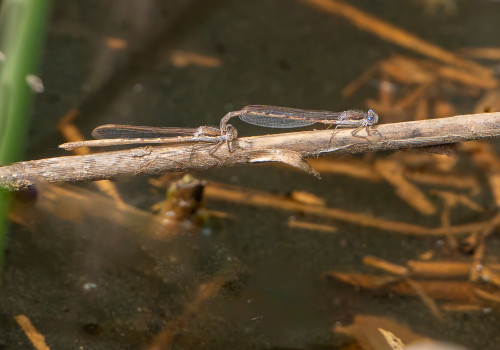 sympecma fusca  le leste brun  tandem