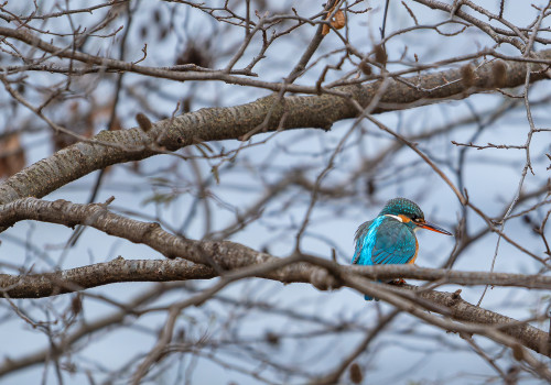 alcedo atthis martin pecheur d europe femelle alcedo atthis martin pecheur d europe femelle