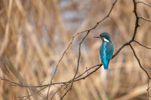alcedo atthis martin pecheur d europe femelle alcedo atthis martin pecheur d europe femelle