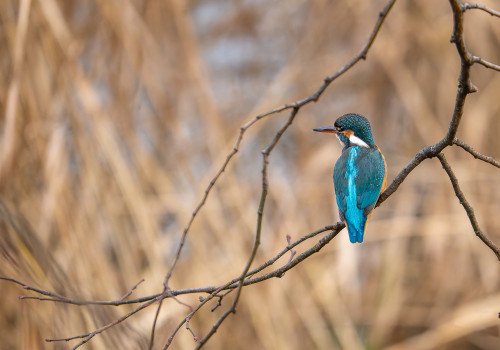 alcedo atthis martin pecheur d europe femelle alcedo atthis martin pecheur d europe femelle