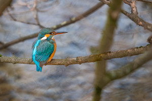 alcedo atthis martin pecheur d europe femelle alcedo atthis martin pecheur d europe femelle