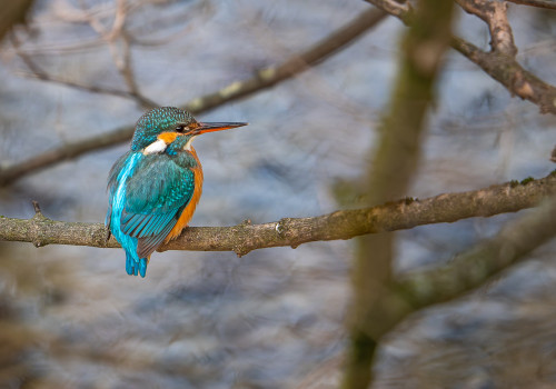 alcedo atthis martin pecheur d europe femelle alcedo atthis martin pecheur d europe femelle