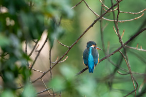 alcedo atthis martin pecheur d europe femelle alcedo atthis martin pecheur d europe femelle