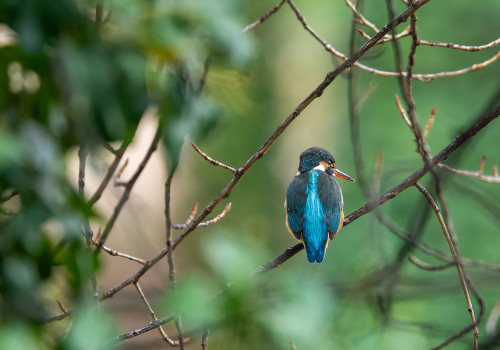 alcedo atthis martin pecheur d europe femelle alcedo atthis martin pecheur d europe femelle