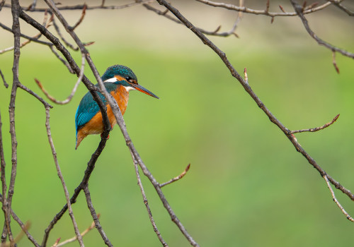 alcedo atthis martin pecheur d europe femelle alcedo atthis martin pecheur d europe femelle