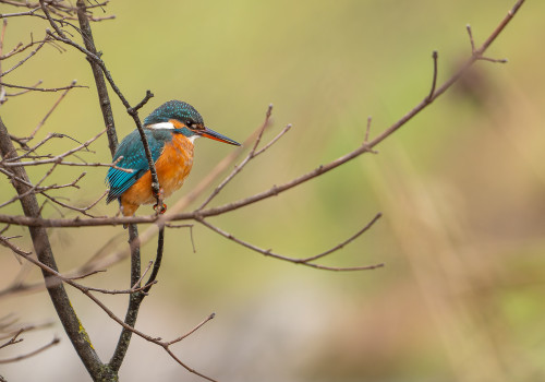 alcedo atthis martin pecheur d europe femelle alcedo atthis martin pecheur d europe femelle