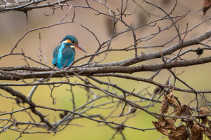 alcedo atthis martin pecheur d europe femelle alcedo atthis martin pecheur d europe femelle
