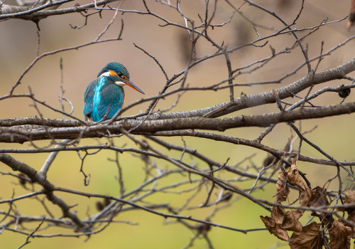 alcedo atthis martin pecheur d europe femelle alcedo atthis martin pecheur d europe femelle