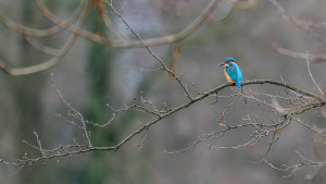 alcedo atthis martin pecheur d europe male alcedo atthis martin pecheur d europe male