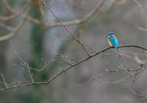 alcedo atthis martin pecheur d europe male alcedo atthis martin pecheur d europe male