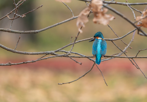 alcedo atthis martin pecheur d europe male alcedo atthis martin pecheur d europe male