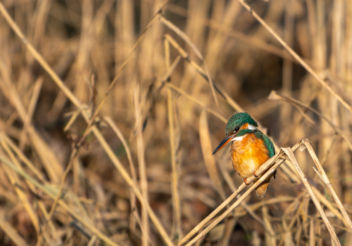 alcedo atthis  martin pecheur d europe  femelle