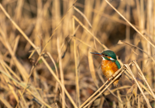 alcedo atthis  martin pecheur d europe  femelle