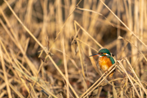 alcedo atthis martin pecheur d europe femelle alcedo atthis martin pecheur d europe femelle