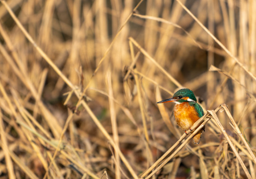 alcedo atthis  martin pecheur d europe  femelle