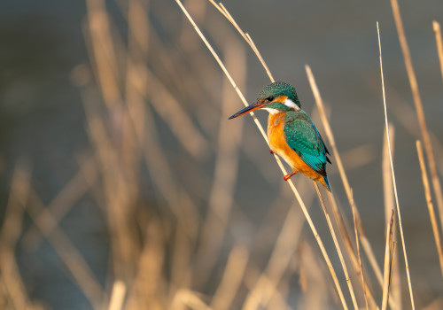 alcedo atthis  martin pecheur d europe  femelle