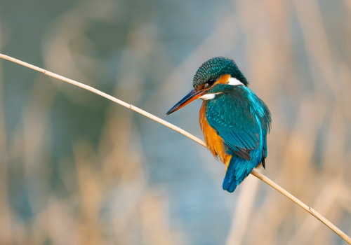 alcedo atthis  martin pecheur d europe  femelle