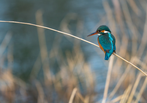 alcedo atthis  martin pecheur d europe  femelle