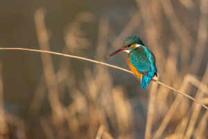 alcedo atthis martin pecheur d europe femelle alcedo atthis martin pecheur d europe femelle
