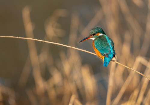 alcedo atthis  martin pecheur d europe  femelle