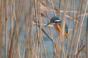 alcedo atthis martin pecheur d europe femelle alcedo atthis martin pecheur d europe femelle