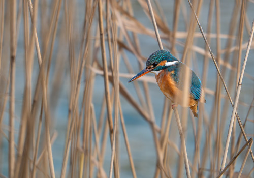 alcedo atthis  martin pecheur d europe  femelle