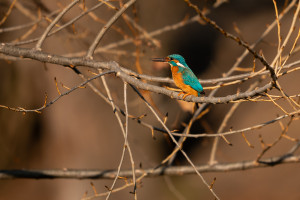 alcedo atthis martin pecheur d europe male alcedo atthis martin pecheur d europe male