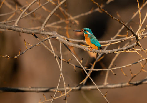 alcedo atthis  martin pecheur d europe  male