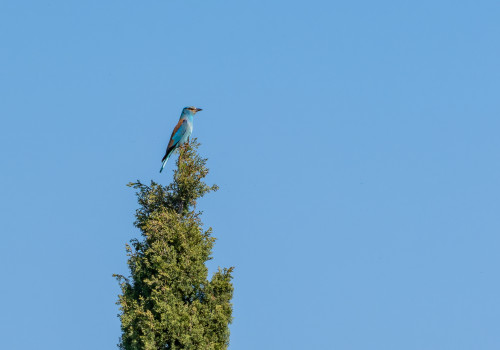 coracias garrulus rollier d europe 10 coracias garrulus rollier d europe 10