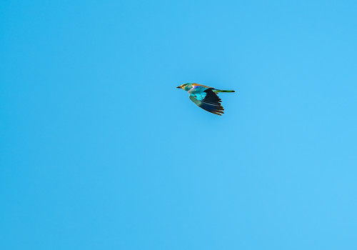 coracias garrulus rollier d europe coracias garrulus rollier d europe