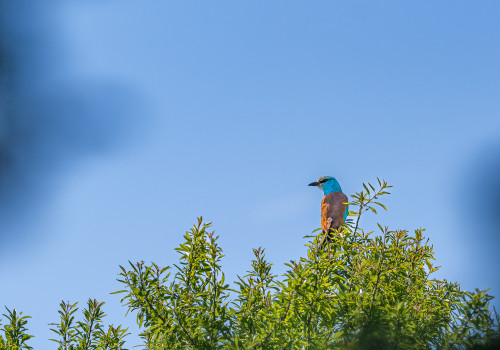 coracias garrulus rollier d europe coracias garrulus rollier d europe