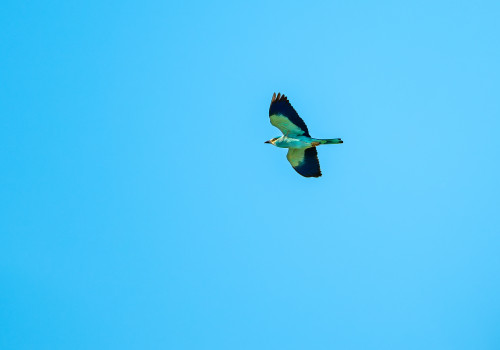 coracias garrulus rollier d europe coracias garrulus rollier d europe