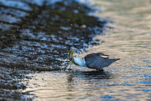 cinclus cinclus le cincle plongeur cinclus cinclus le cincle plongeur