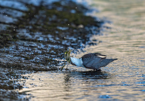cinclus cinclus  le cincle plongeur 