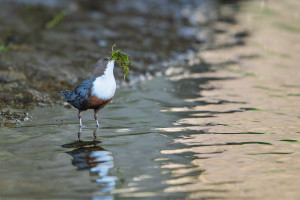 cinclus cinclus le cincle plongeur cinclus cinclus le cincle plongeur