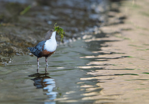 cinclus cinclus  le cincle plongeur 