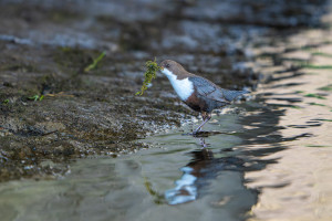 cinclus cinclus le cincle plongeur cinclus cinclus le cincle plongeur