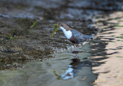 cinclus cinclus  le cincle plongeur 