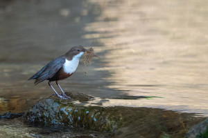 cinclus cinclus le cincle plongeur cinclus cinclus le cincle plongeur