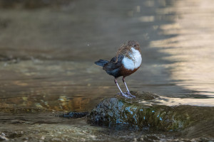 cinclus cinclus le cincle plongeur cinclus cinclus le cincle plongeur