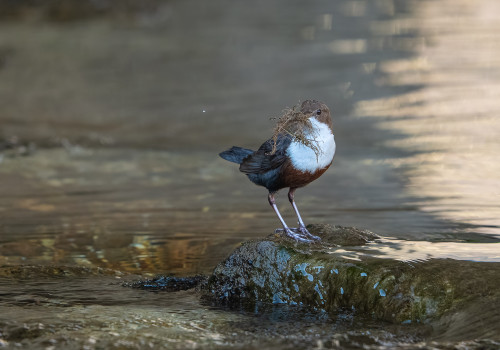 cinclus cinclus  le cincle plongeur 