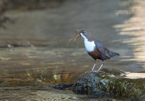 cinclus cinclus  le cincle plongeur 