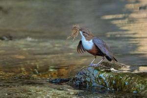 cinclus cinclus le cincle plongeur cinclus cinclus le cincle plongeur
