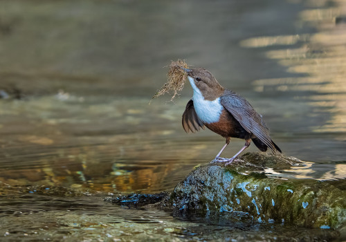 cinclus cinclus  le cincle plongeur 