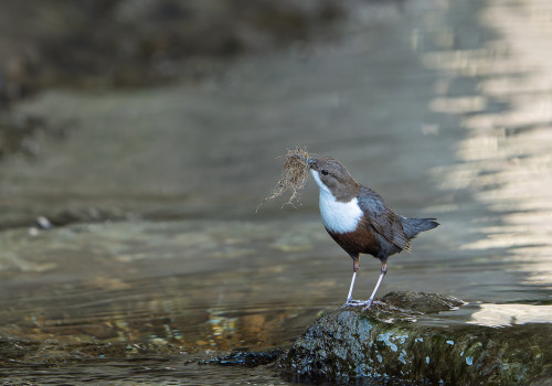 cinclus cinclus  le cincle plongeur 