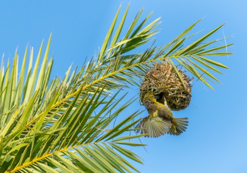  ploceus cucullatus  tisserin gendarme 